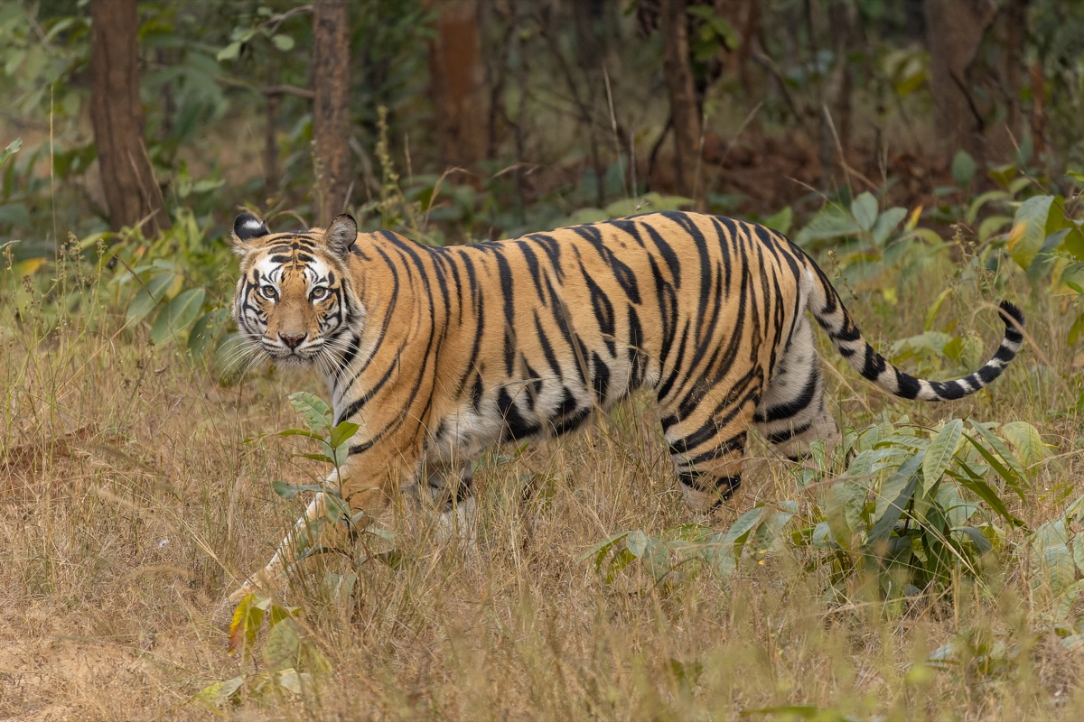 Bengal tiger spotted on a jungle safari at Panna Tiger Reserve