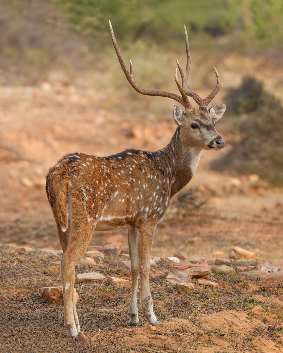 Chital (spotted deer) stag with antlers
