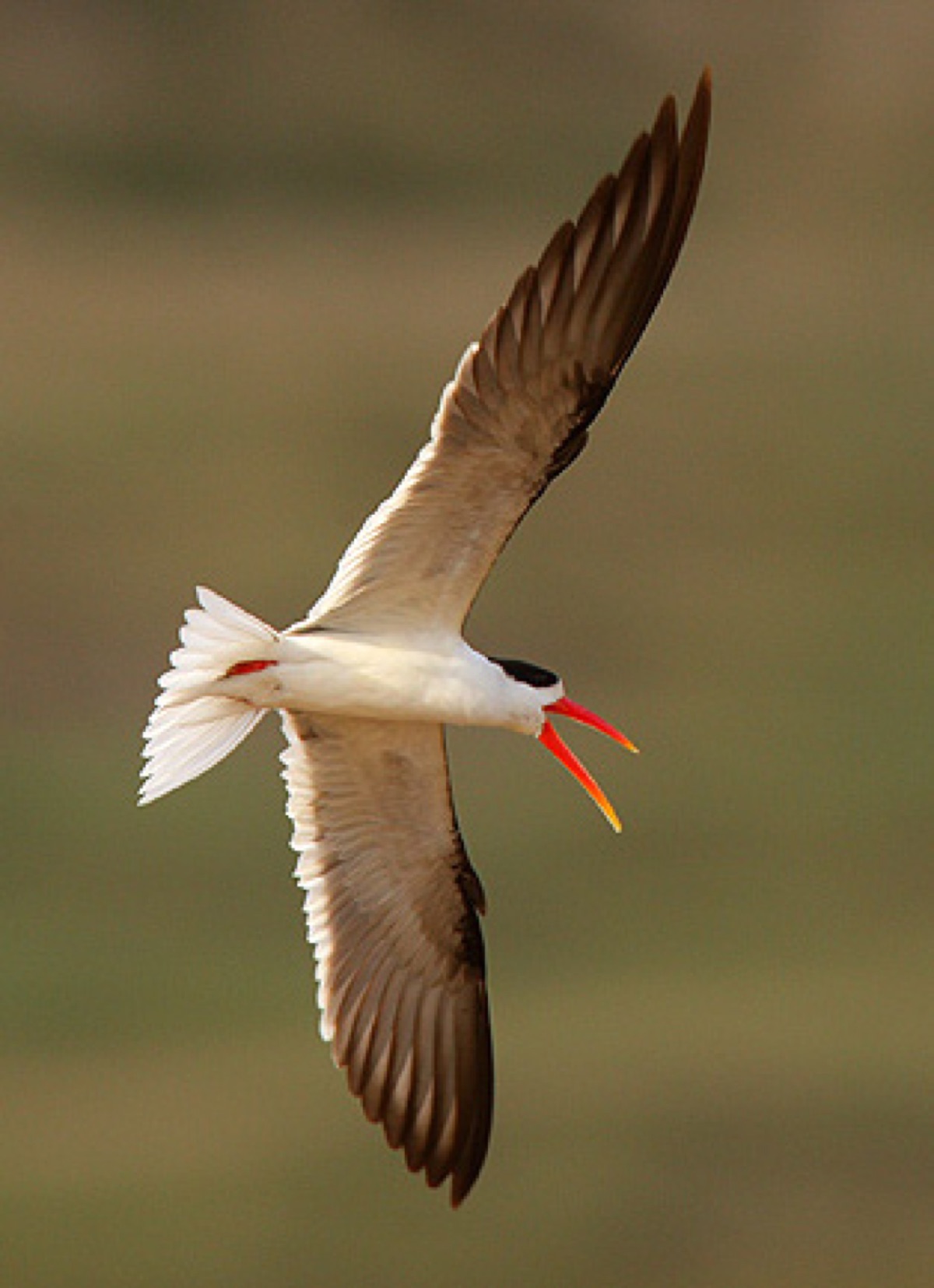Indian skimmer in flight — birdwatching at Panna