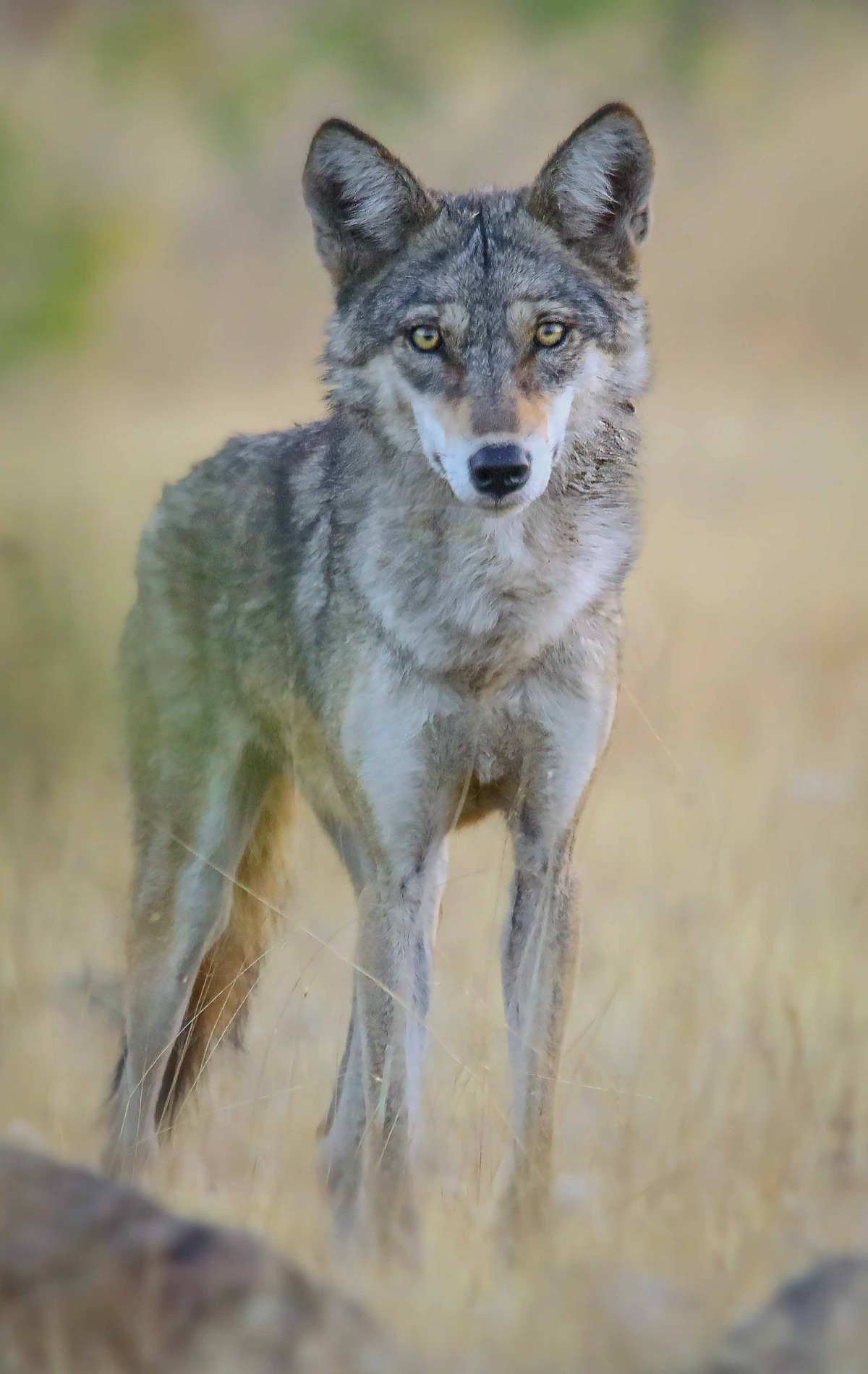 Indian gray wolf in grassland