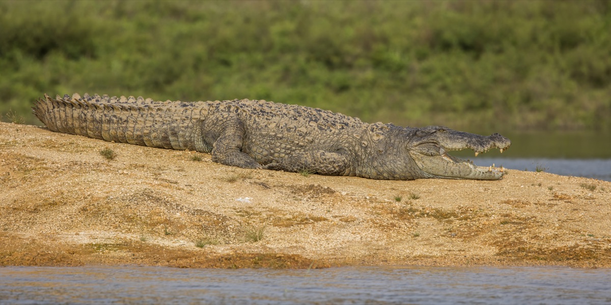 Mugger crocodile sunning on a river bank