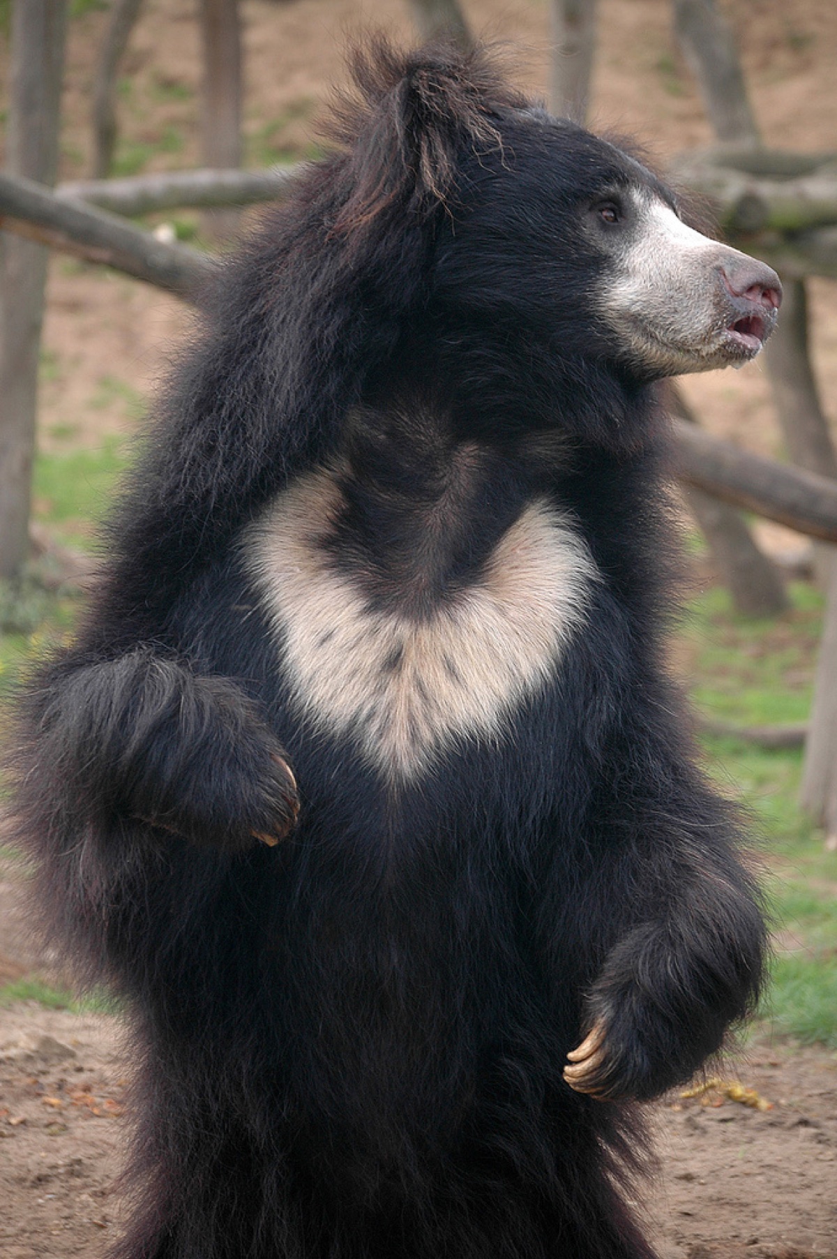 Sloth bear standing upright